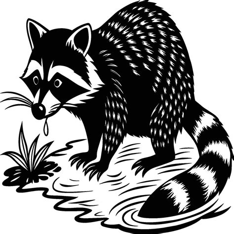 Raccoons silhouette black white illustration 45110304 Vector Art at Vecteezy
