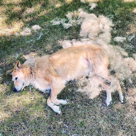 What Month Do Dogs Shed at Donna Barnes blog