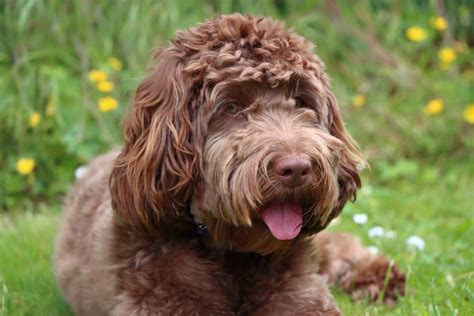 Image result for Cockapoo Information
