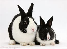 Image result for Black and White Baby Rabbit