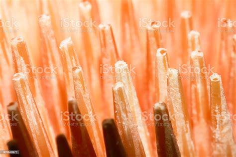Image result for What Is Like a Toothpick