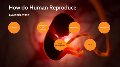 Image result for How Humans Reproduce