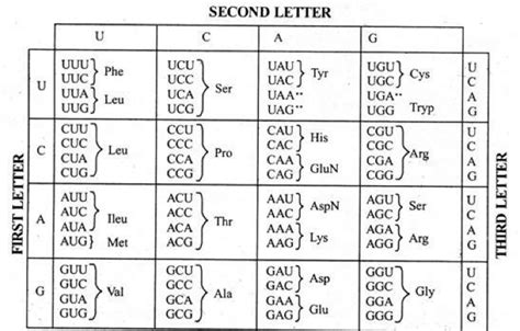 DNA Coding of Protien Tutorial 的图像结果