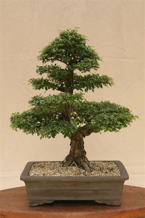 Ulmus parvifolia - Chinese iep, Fynblaarolm, Chinese elm, Lacebark elm ...