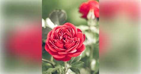 Harrold-Floriana Funeral Home | Recent Obituaries | Fostoria, Ohio ...