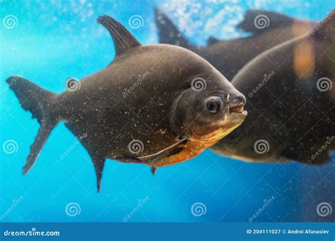 Black Pacu Fish Colossoma Macropomum Swims in the Aquarium Stock Image ...