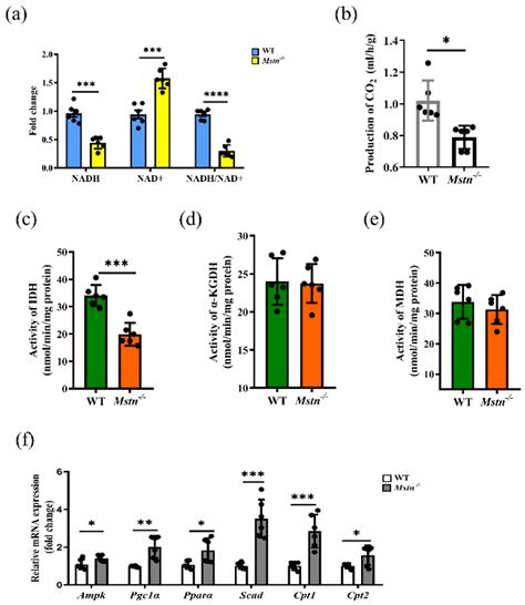Loss of Myostatin Alters Mitochondrial Oxidative Phosphorylation, TCA ...