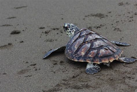 The Top 10 Best Places to See Wildlife in Georgia - A-Z Animals