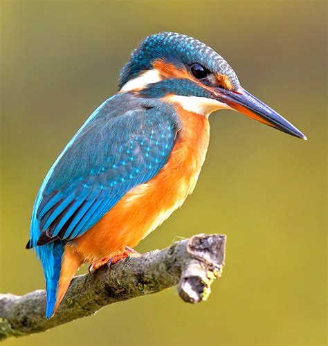 Kingfisher - Alchetron, The Free Social Encyclopedia