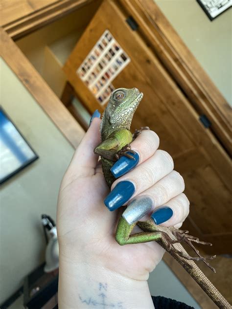 Chinese Water Dragon Reptiles For Sale | Eagle, CO #323999