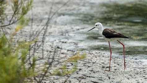 En este mirador disfrutarás del mejor atardecer de la Albufera de València