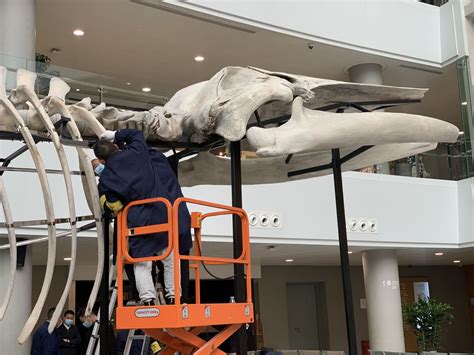 四年前上海搁浅巨鲸回来了！上海自然博物馆搭建完成中国最长的长须鲸骨骼标本_组装_鲸鱼_腹部