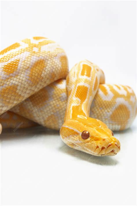 Image result for Albino Python Snake
