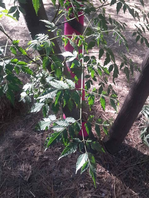 Image result for How to Add Text in Text Box Using Button in Python