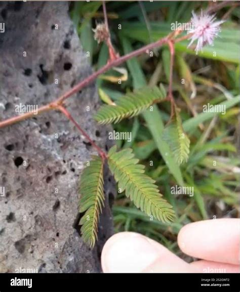 Sensitive Plant (Mimosa pudica Stock Photo - Alamy