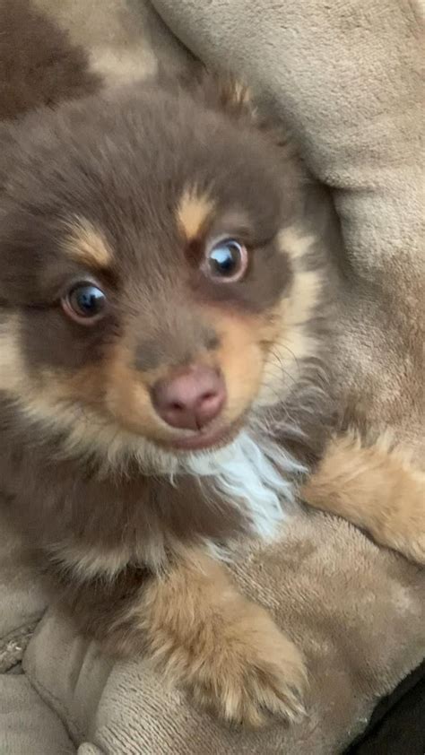 Mini australian shepherd puppies for sale – Artofit