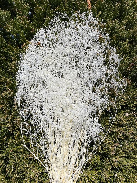 Buy Baby's Breath Glitter White Color Mini Floral Arrangements ...