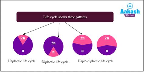 Alternation of Generation Process & Haplontic Life Cycle Example | AESL