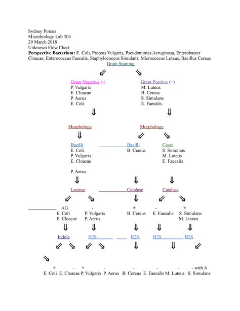 Unknown Flow Chart - Sydney Pincus Microbiology Lab 304 29 March 2018 ...