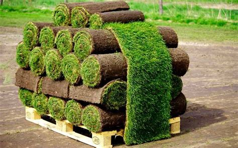 cost of a pallet of st augustine sod