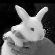 Image result for All White Baby Bunnies