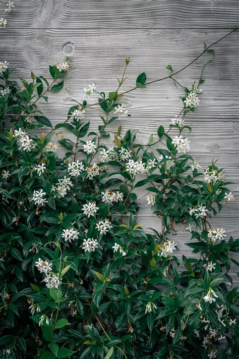 Chinese Star Jasmine (Trachelospermum) - Hello Hello Plants & Garden ...