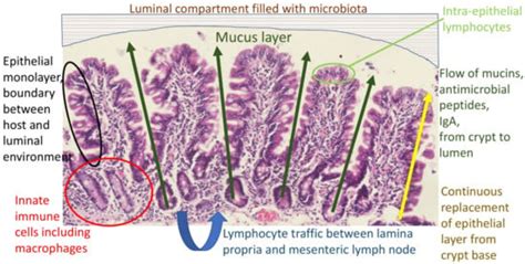 Colostrum Therapy for Human Gastrointestinal Health and Disease