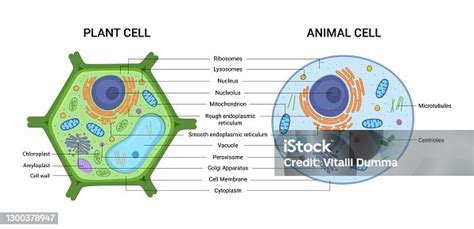 Image result for Basic Structure of a Cell