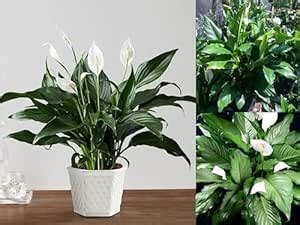 M J CREEPERS Live Peace Lily Indoor Plant | Spathiphyllum (Natural Air ...