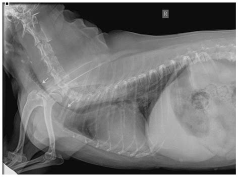 Reverse Sneezing in Dogs: Observational Study in 30 Cases