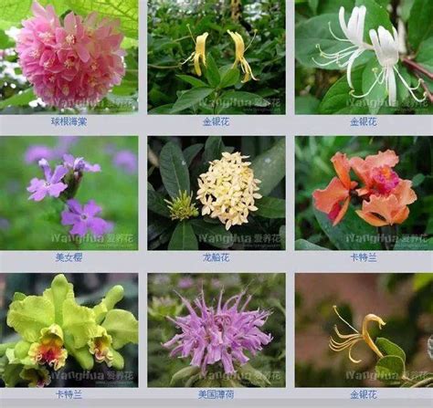 花友們都想擁有的432種常見花名大全，終於知道自己養的植物名了 - 每日頭條