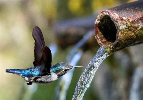 Image result for Bird Exploding Drinking Elcsta Water