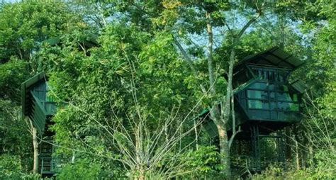 Book A Natures Retreat At This Treehouse Resort In Wayanad | WhatsHot ...