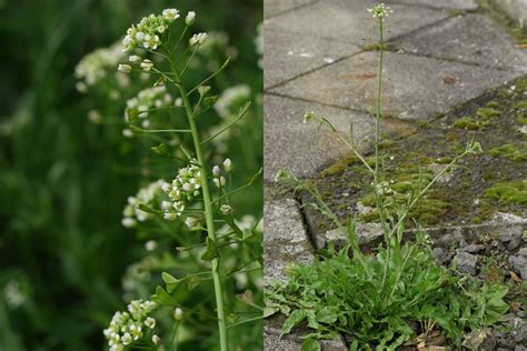 Capsella bursa-pastoris