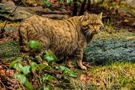 Can You Identify At Least 30 Of Wild Cat Species? Quiz