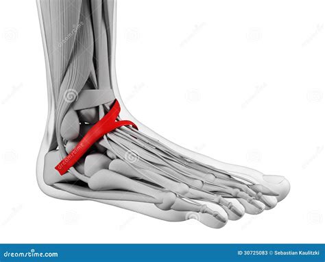 Foot anatomy stock illustration. Illustration of board - 30725083