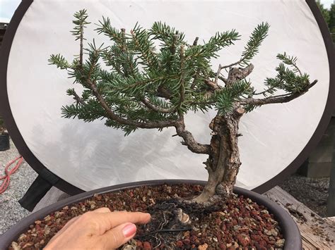Yamadori Workshop “DON’T MISS” w/ Larry Jackel | Plant City Bonsai