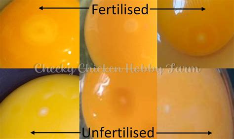 Fact Sheets - Cheeky Chicken Hobby Farm