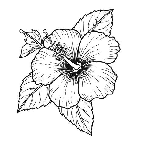 Hibiscus Coloring Sheet