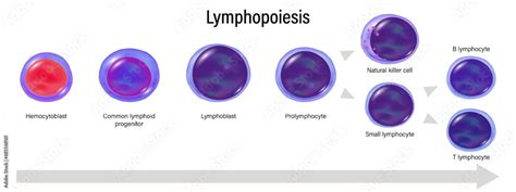 Image result for Lymphocyte Precursor