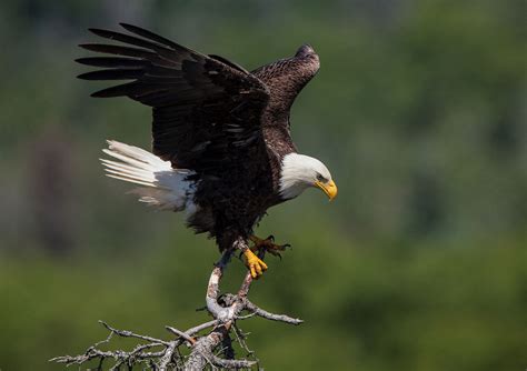 Eagle’s Majestic Soaring: Unlocking the Secrets of Native Cultural Symbolism