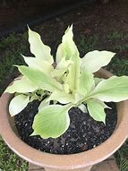 Image result for White Feather Hosta Live Plants