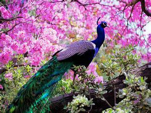 peacock poster , mor poster, birds poster Waterproof Vinyl Sticker ...