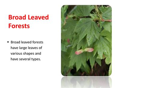 Forest Environment 的图像结果