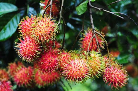 岳阳毛丹毛庆案丹毛2022已更新今日热点