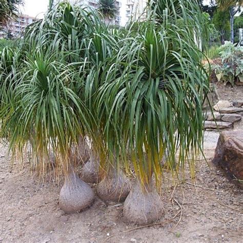 Beaucarnea Recurvata