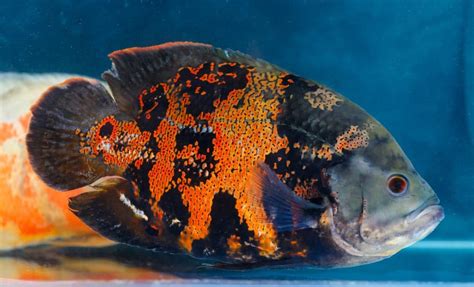 Do Oscar Fish Eat Snails 的图像结果