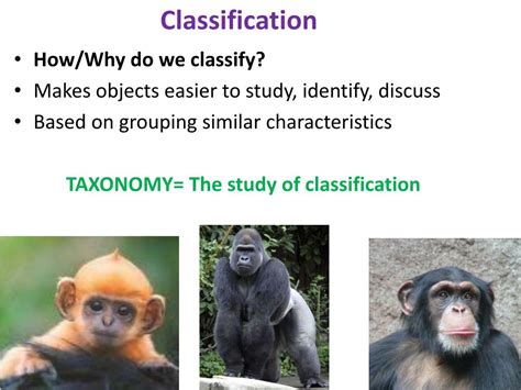 Classification Explained 的图像结果