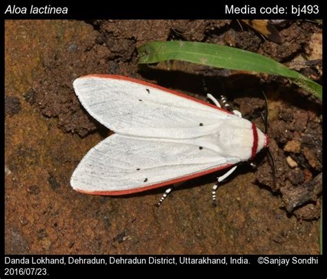 Aloa lactinea | Moths