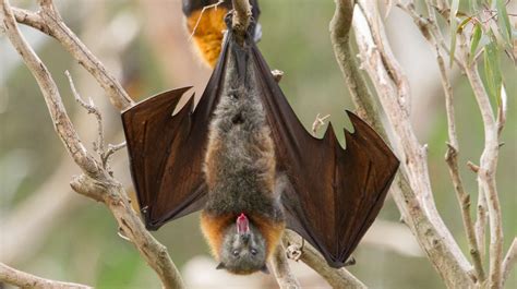Why Do Bats Hang Upside Down? | Mental Floss